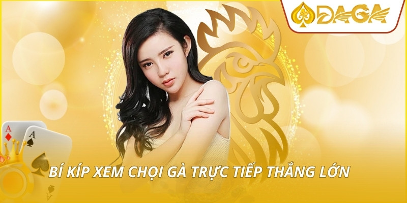 Bí kíp xem chọi gà trực tiếp thắng lớn