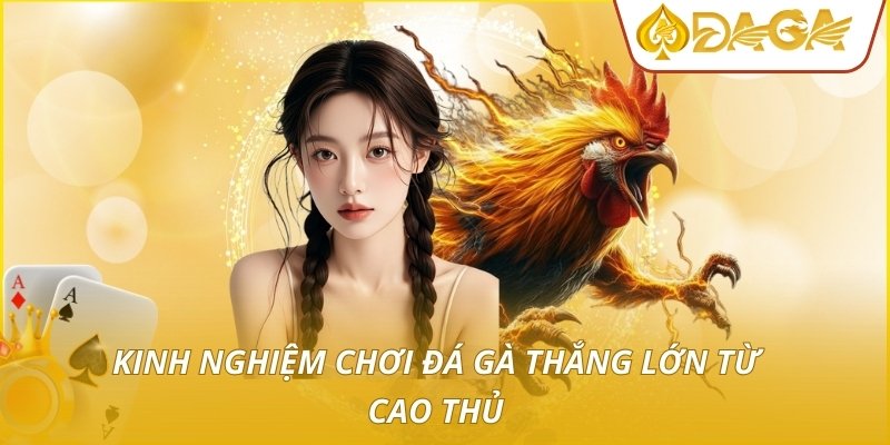 Đá Gà Campuchia - Quy Mô Trường Đấu Và Chiến Thuật Đặt Cược 4 Kinh nghiệm chơi đá gà thắng lớn từ cao thủ