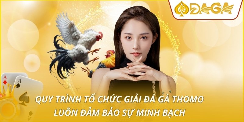 Quy trình tổ chức giải đá gà thomo luôn đảm bảo sự minh bạch
