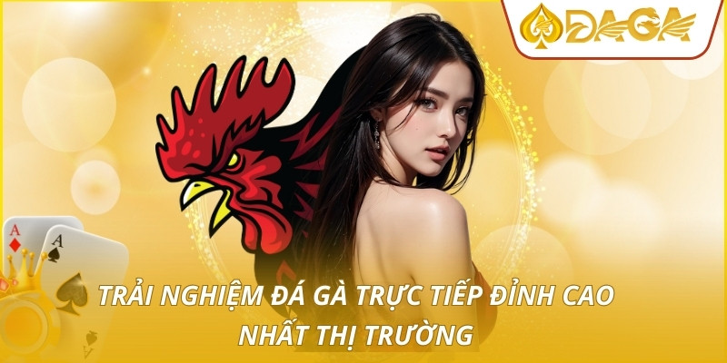 Trải nghiệm đá gà trực tiếp đỉnh cao nhất thị trường